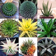 100pcs Aloe Vera Seeds Rare Herb Seeds Cosmetic Bonsai Succulent Plants Garden Seeds EYE