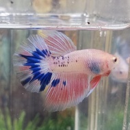 ikan cupang halfmoon pink jantan