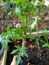 anak pokok Ajinomoto lelong  pindah tempat ( Daun pokok jepun) setiap pembelian 5pokok free 1 pokok+