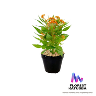 Bunga Celosia Kristal Warna-warni untuk Taman - Florist Katusba