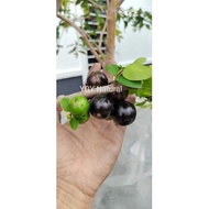 Pokok anggur brazil Hybrid berbungga /Jaboticaba tree with flower Brazilian Grape 四季嘉宝果带花苞树葡萄