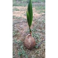 Bonsai Kelapa saiz M