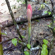 MM- Pokok Kantan Anak Pokok Tanaman Benih Garden Seed Seeds