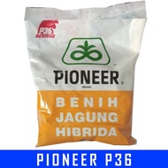 PIONEER P36 Benih Jagung Hibrida Tahan Bulai