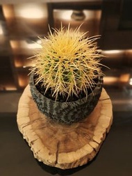 仙人球｜狂刺金琥｜冠幅13cm|多肉植物｜塊根