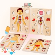 MK139 Educational Puzzle human body organ / Human Anatomy Toys / Children's Anatomy Toys