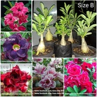 POKOK KEMBOJA MURAH ADENIUM PLANT THAILAND MULTI LAYER MALAYSIA