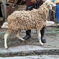 kambing jawa randu murah