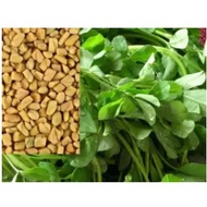 Fenugreek SEED(Trigonella foenum-graecum)