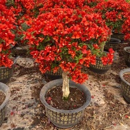 [Fast Germination] Colorful Bougainvillea Flower Seeds (100 Seeds) Bougainvillea Pants Mixcolor Perm