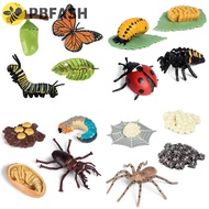 PBFASH Growth Cycle Model Kids Toy For Kid Teaching Material Plastic Models Insect Animals Chicken L