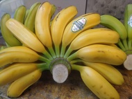 BUAH PISANG KEPOK PAPUA 