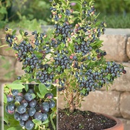 25 เมล็ด บูลเบอร์รี่ เมล็ดเบอรรี่ Blueberry Seeds สายพันธุ์ Dwarf Northsky Half-High