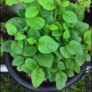 Benih Bayam Remayong Hijau 15pcs/Malabar Spinach/帝王苗种子
