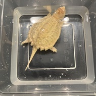 Common Snapping Turtle / CST Albino