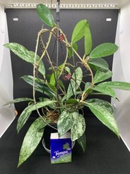 毬蘭 hoya pubicalyx silver splash ‘red’