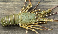 Lobster Laut Hidup Big Size