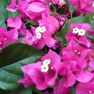 bougainvillea plants(5Cuttings)