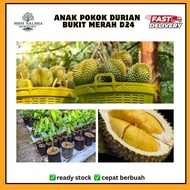 💥🔥 Pokok DURIAN D24 Durian Sultan | pokok kahwin