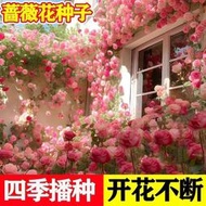 余記丶大花薔薇花種子 四季播種開花不斷爬藤月季花爬藤攀援植物花卉種子