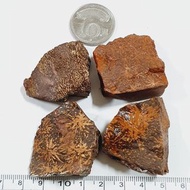 菊花石 隨機出貨一入 原礦 原石 石頭 岩石 地質 教學 標本 收藏 禮物 小礦標 礦石標本6 252