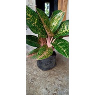 aglaonema plant varieties