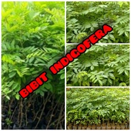 Bibit Indigofera tinggi 20 cm pakan ternak super banyak gizi