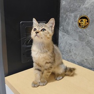 kucing bsh golden mix British Shorthair