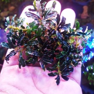 Sindo - Bucephalandra sp Kedagang Mini Porsi Clump Live Plant Q0X4B0U26X