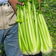 เมล็ดคื่นช่ายยักษ์(Celery) 300เมล็ด ลำต้นอวบใหญ่