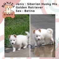 Boneka Siberian Husky Mix Golden Retriever Anak Anjing Husky Golden High Quality