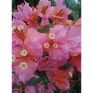 MAHATIR Rare Bougainvillea Cuttings