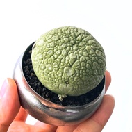 凝蹄玉｜Pseudolithos migiurtinus ｜———｜塊根植物｜象牙宮｜龜甲龍｜曲刺妖炎｜橄欖｜象足漆樹｜多肉植物｜龍舌蘭｜嚴龍｜