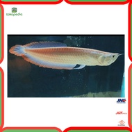 Dijual Ikan arwana/arowana silver red/Brazil ukuran 6-8cm Murah