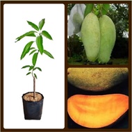 Bibit buah Mangga golek tanaman Mangga golek hasil stek