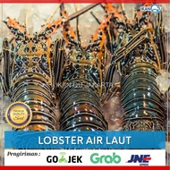 C!U Lobster Air Laut 1Kg Up Isi 3-4 Ekor/Lobster Air Laut Segar