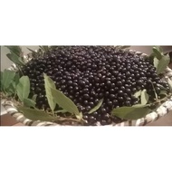 ♞,♘,♙100pcs-Bayleaf/Laurel Seeds