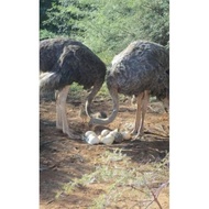Fertil Asli Bergaransi Telur Burung Unta Asli Fertil Untuk Di Tetaskan Asli Terlaris