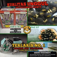 TERLARIS BENIH KECAMBAH POLONG BIBIT SAWIT TOPAZ UNGGUL BERSERTIFIKAT BIBIT BENIH KECAMBAH SAWIT TOP