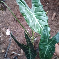 tanaman keladi amazon lokal tinggi 70 cm