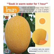 Premium Golden Melon Thaihao ( F1 Hybrid Melon Seeds)