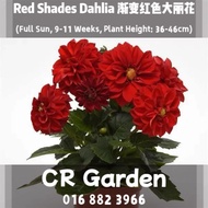 Red Shades Dahlia 1 Seed 渐变红色大丽花1粒(Full Sun, 9-11 Weeks, Plant Height: 36-46cm)