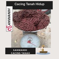 Cacing tanah hidup 500GR 👍