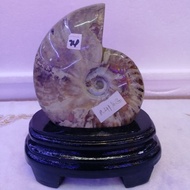 Natural Ammonite Fossil Healing protection of ammonite