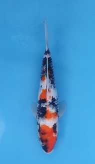 Ikan Koi Import Showa Isa (code 29)