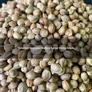 PAMPAS | Large Grain Hemp Seeds Pet Bird Food