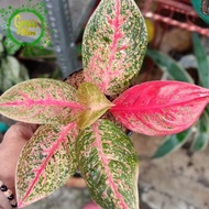 Miliki Tanaman Hias Aglaonema Tiara - Aglonema Tiara