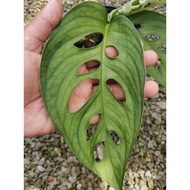 🤪CRAZY SALES 🤪👉 Monstera Esqueleto small Size