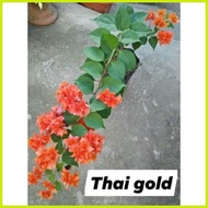 ◰ ◆ SALE!! BOUGAINVILLEA CUTTINGS