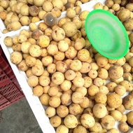 BUAH DUKU 1 KG